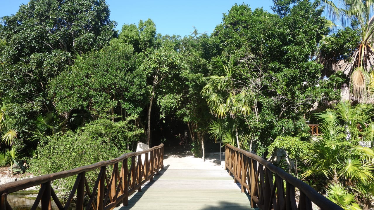 Blick vom Strand zum Dschungel Catalonia Royal Tulum Beach & Spa Resort - Adults only