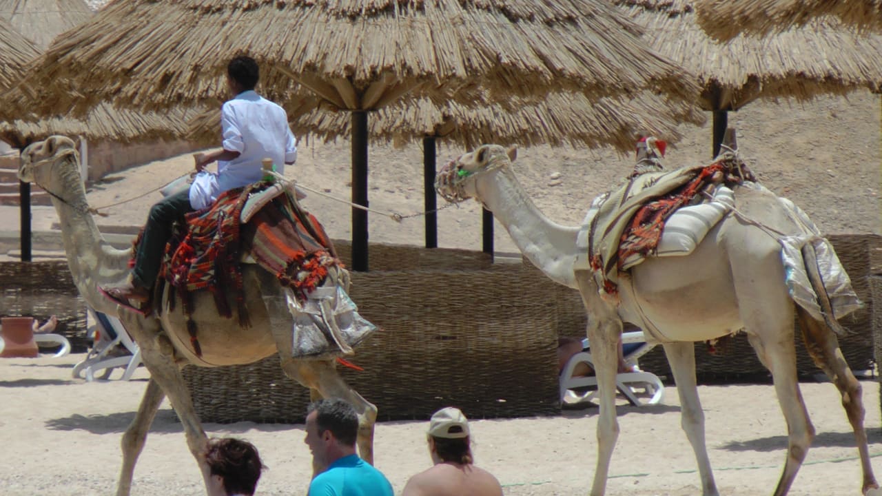 Kamelreiten am Strand Mövenpick Resort El Quseir