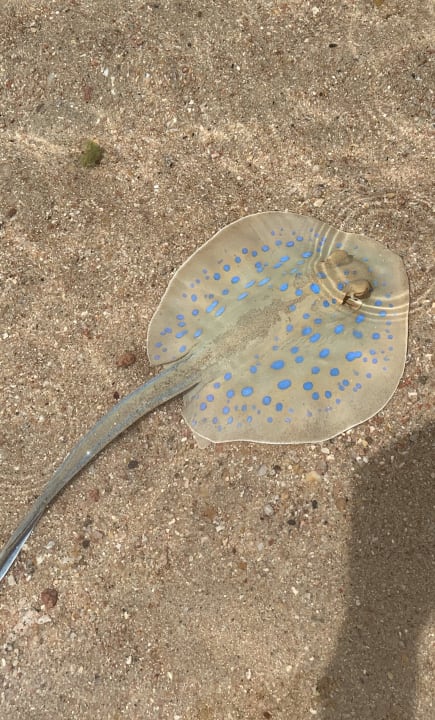 Strand Cleopatra Luxury Resort Makadi Bay