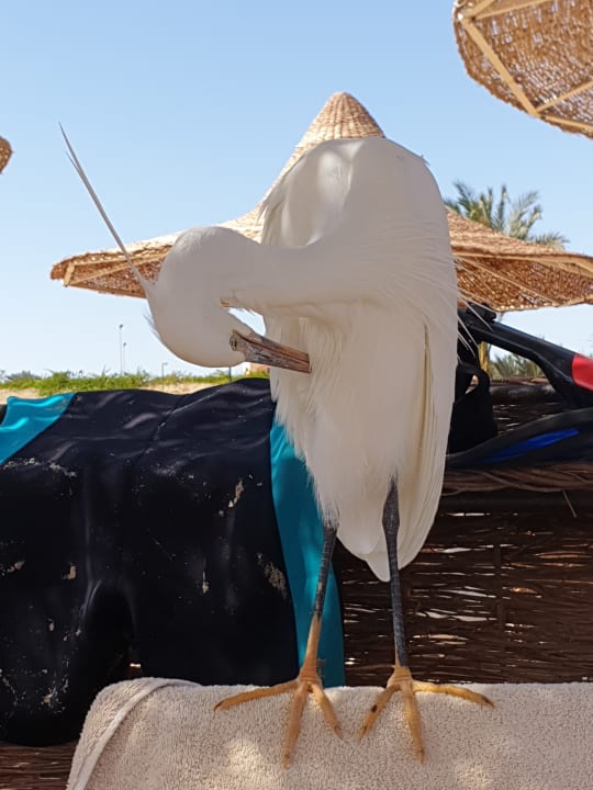 Strand Steigenberger Coraya Beach - Adults only