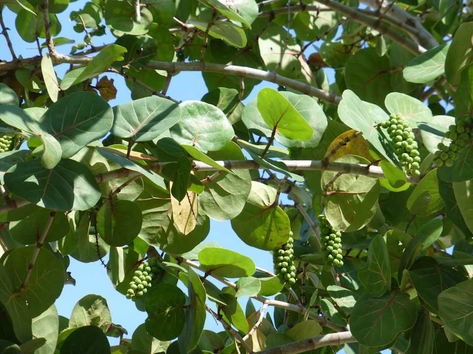 Meertraube am Strand Hotel Playa Pesquero