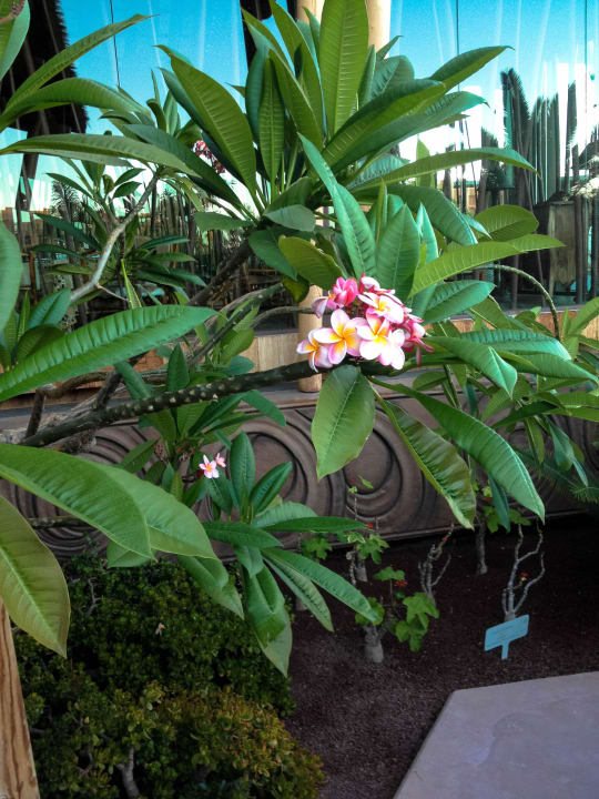 Schöne Blume Lopesan Baobab Resort