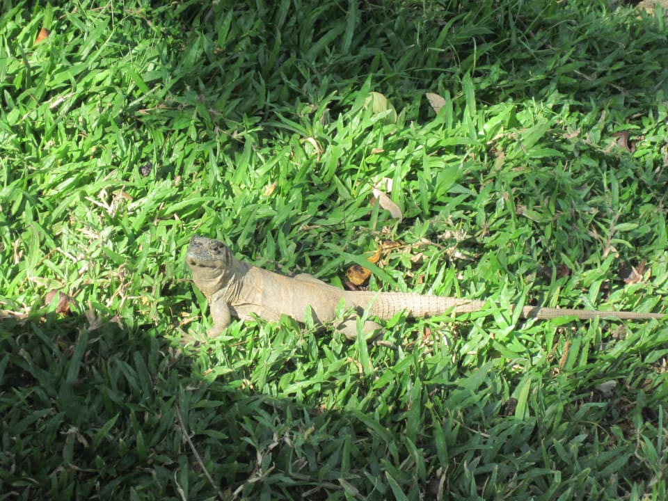 Der kleine Drache Fauch Dreams Las Mareas Costa Rica