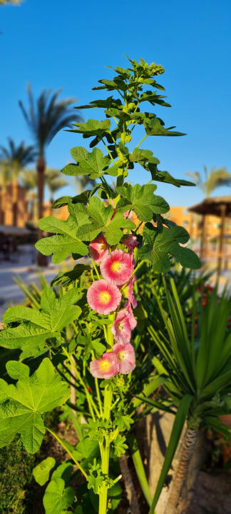 Gartenanlage Jaz Makadi Oasis Resort