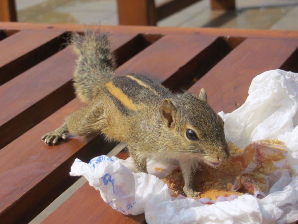 Zutrauliche Dauerbewohner Goldi Sands Hotel