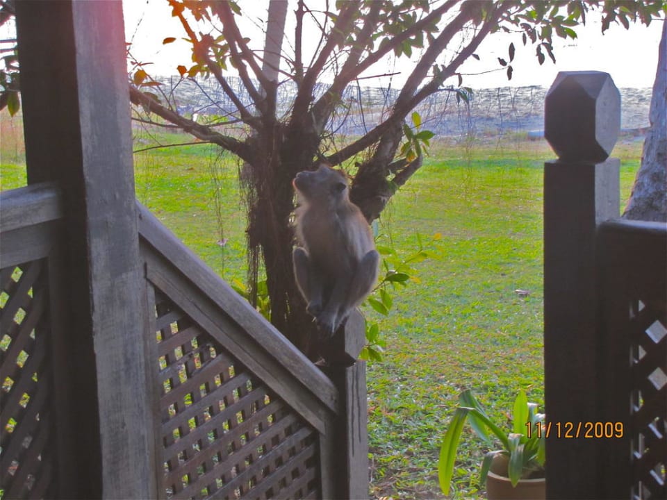 Monkey in the morning Hotel Taj Rebak Island Resort