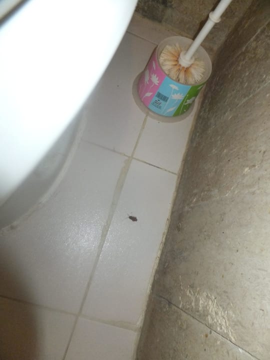 Tierbesuch Hotel El Mouradi Djerba Menzel