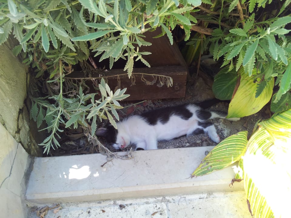 Babykatze Aydinbey Kings Palace & Spa