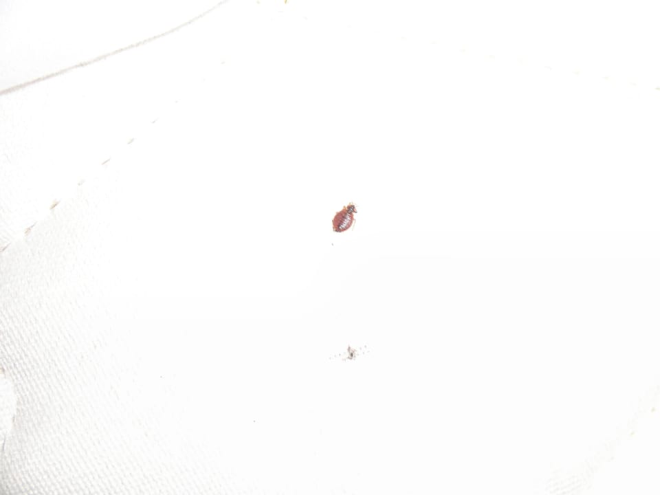 Der Feind....... Bei Juan Playa Blanca