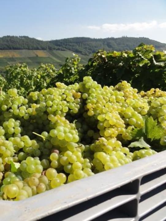 Sauberes ökologisch ausgebautes Lesegut Ökoweingut Hubertushof