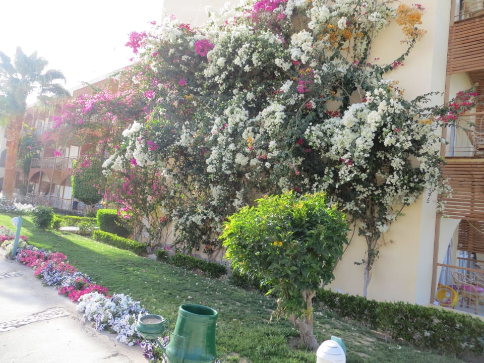 Фасад корпуса отеля Desert Rose