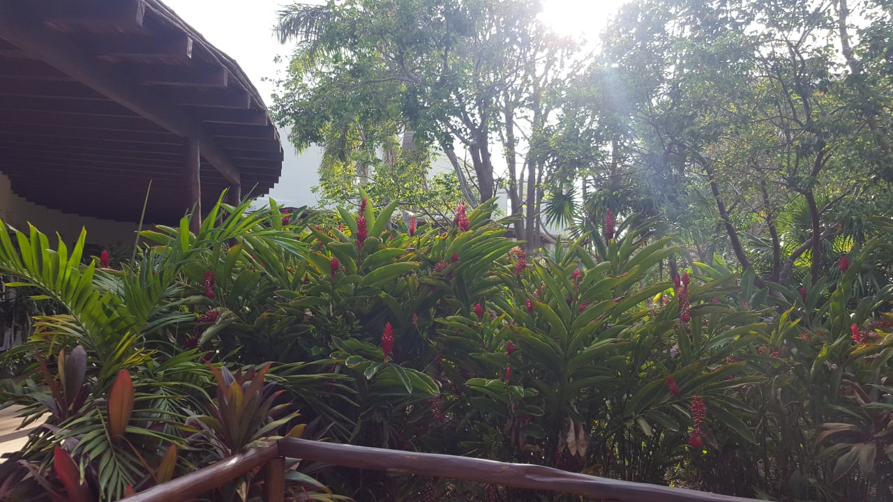 Gartenanlage Secrets Akumal Riviera Maya - Adults only