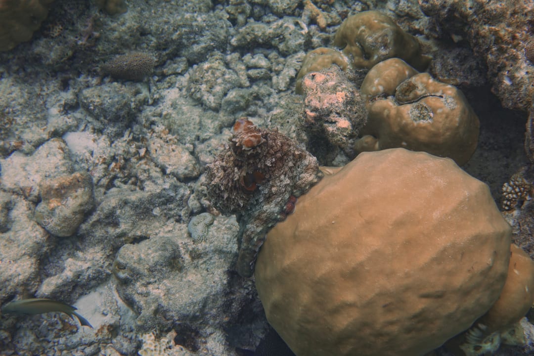 Sport & Freizeit Reethi Faru Resort