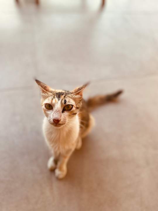 Sonstiges Paralos Kyma Dunes