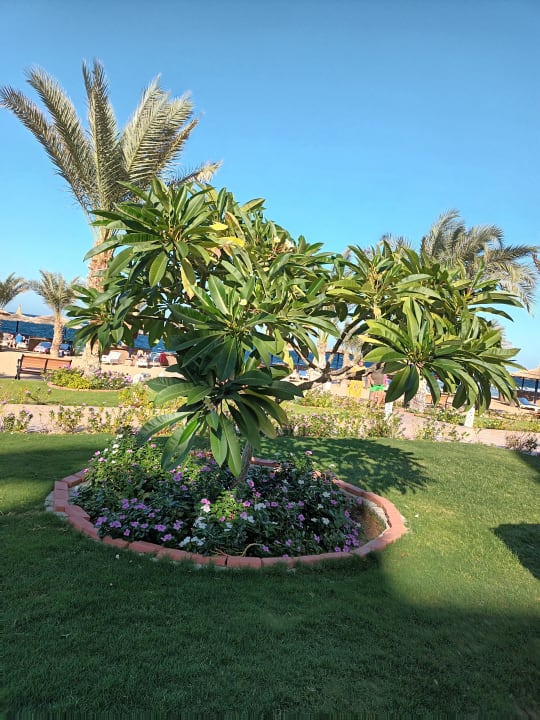 Gartenanlage Coral Sun Beach