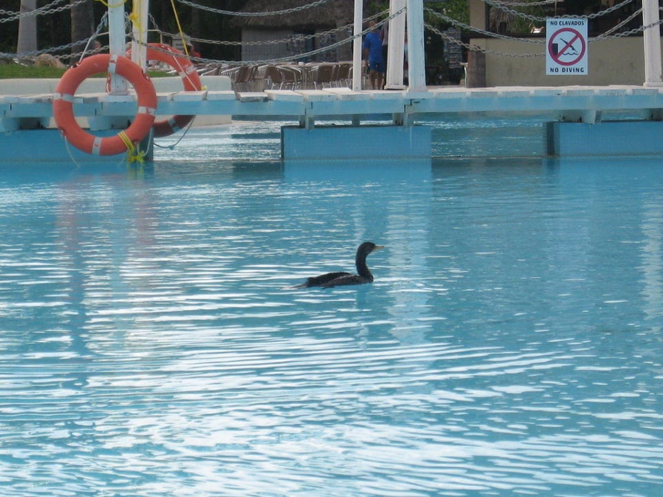 Hausente beim Baden Melia Las Antillas - Adults only