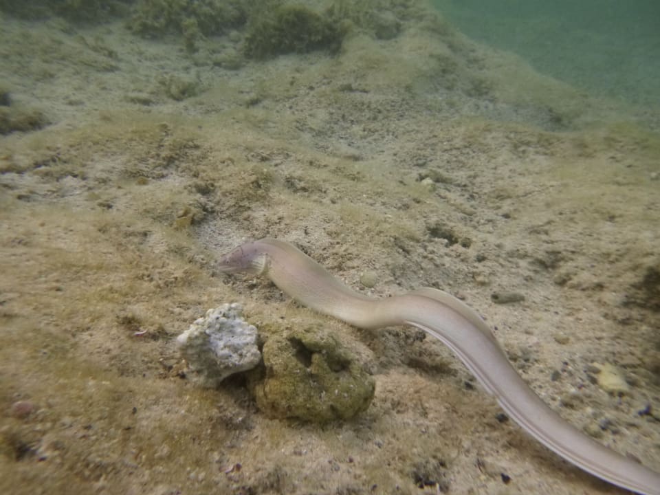 Sport & Freizeit Three Corners Sea Beach Resort