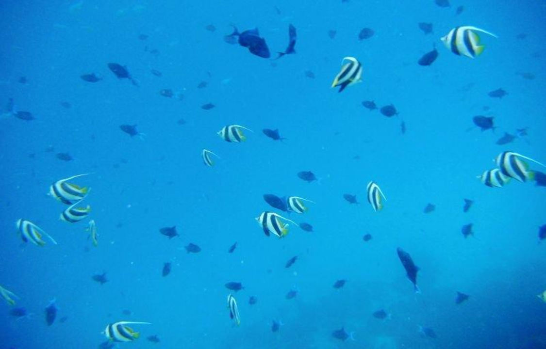 Wycieczki/snorkeling  Guesthouse Dacha Maldives