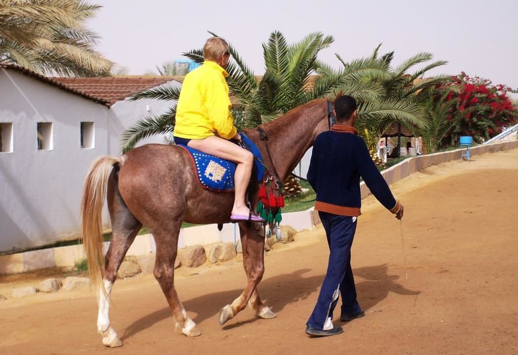 Reiten am Strand Albatros Sharm Resort