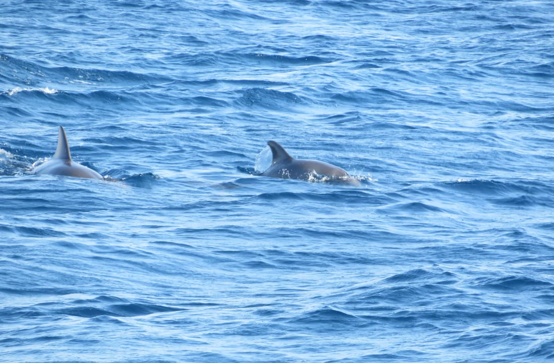 Strand Serenity Alpha Beach