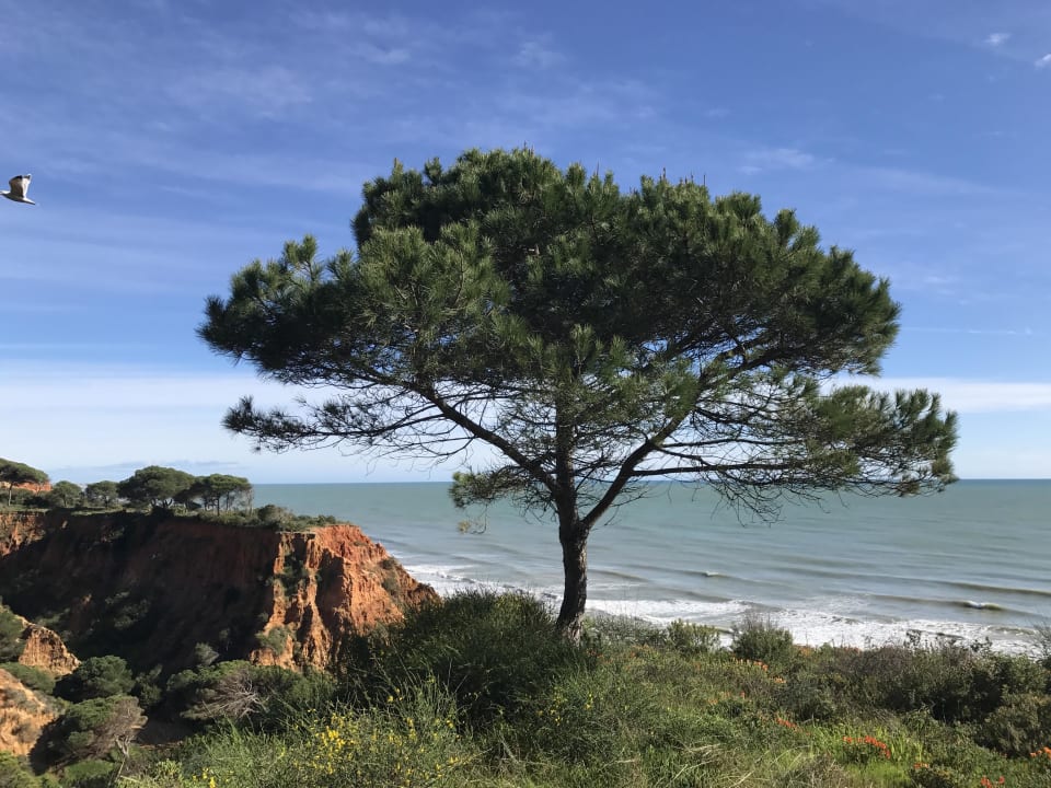 Aussicht PortoBay Falésia