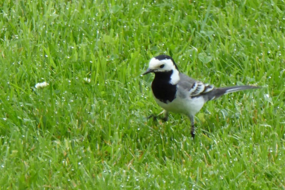 ...auch eine Bachstelze schaute kurz vorbei! Hotel Villa am Rhein