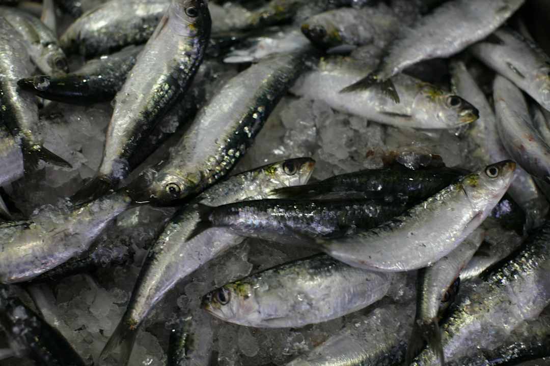 Sardines Apartments Aldear Turismo Rural