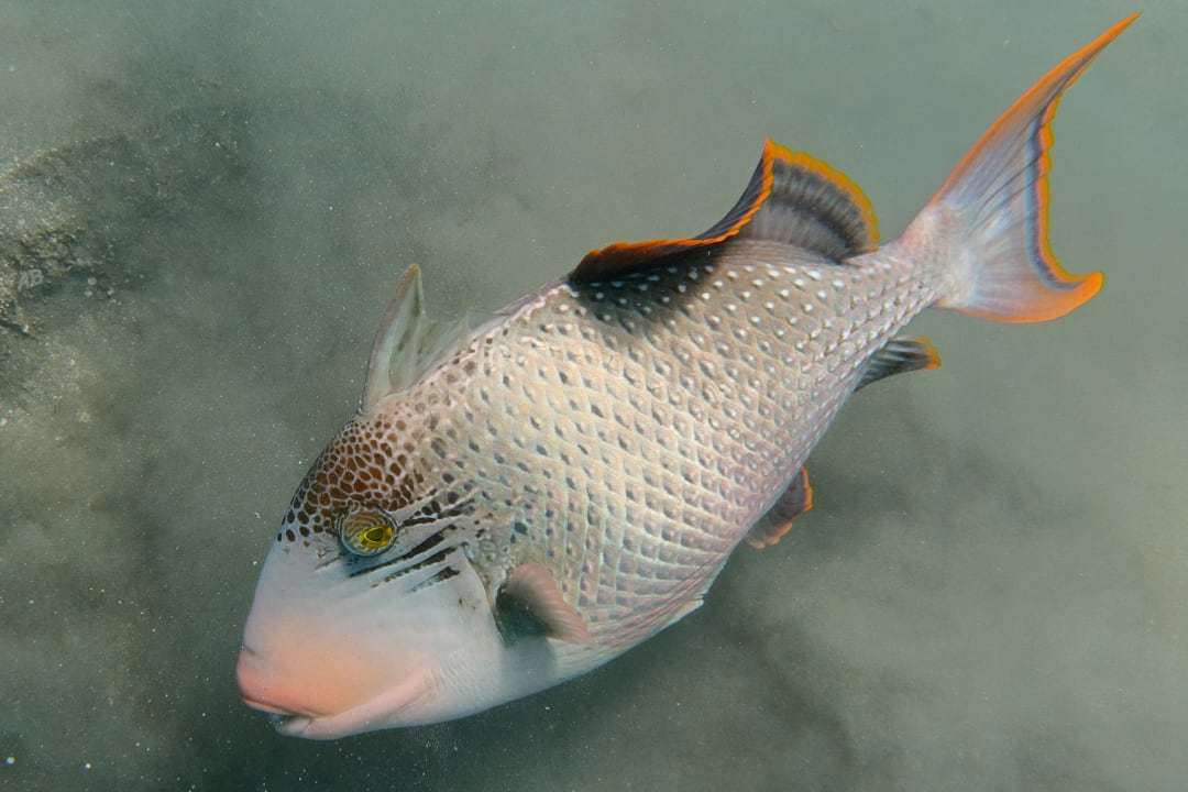 Sport & Freizeit Shams Alam Beach Resort