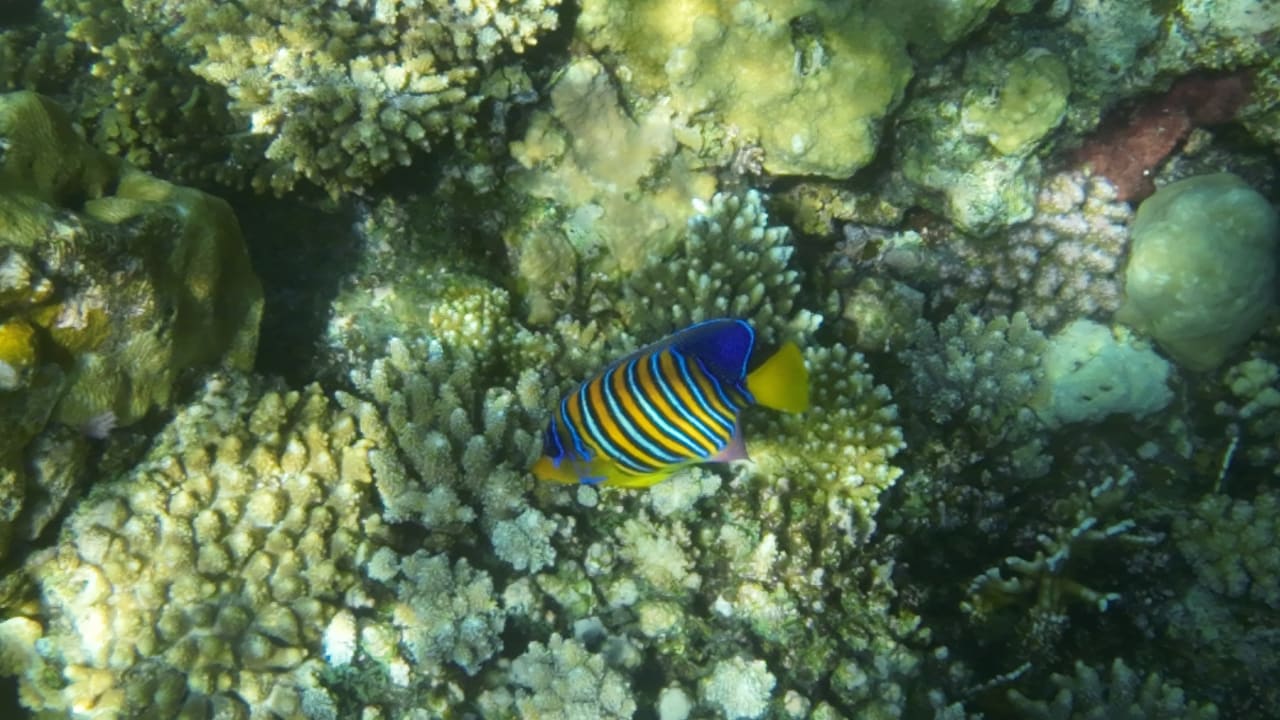 Sonstiges Three Corners Happy Life Beach Resort