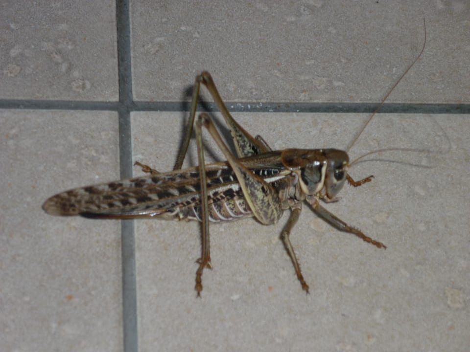 Hoteleigener "Flipp" (ein bisschen größer) Sol Luna Bay