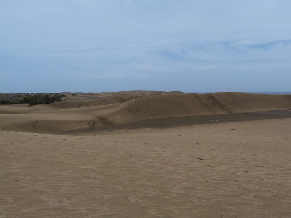 Strand Canary Garden Club