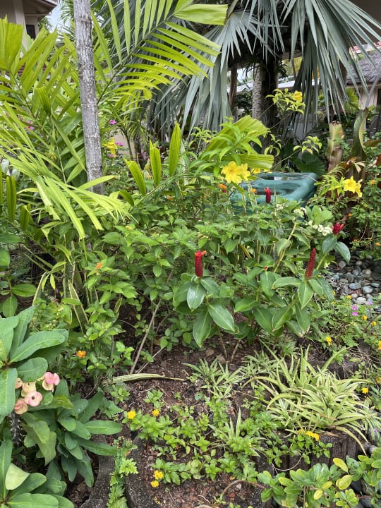 Gartenanlage Hotel Le Duc de Praslin
