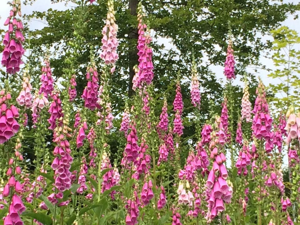 Sommer imHausruckwald Aldiana Club Ampflwang
