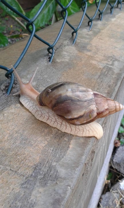 So wie in Deutschland Ameisen Hotel Villas Caroline