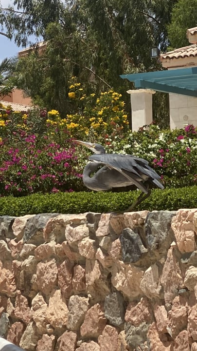Außenansicht Mövenpick Resort & Spa El Gouna