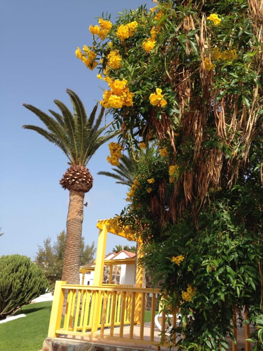 Sonnen Gelb Aldiana Club Fuerteventura