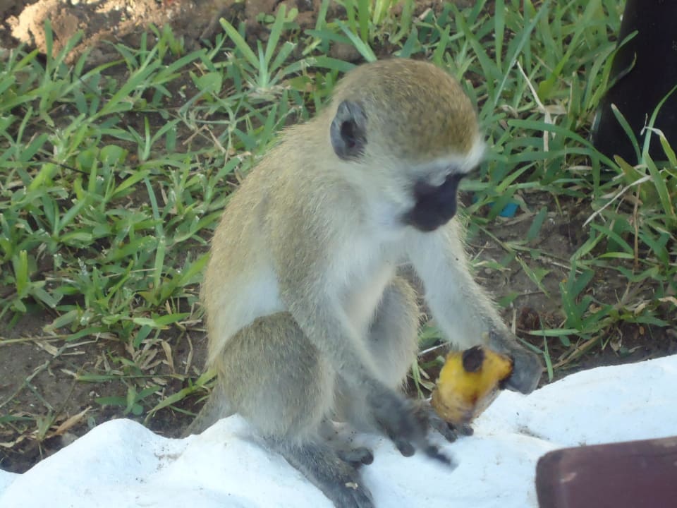 Affe hat Hunger  Hotel Southern Palms Beach Resort