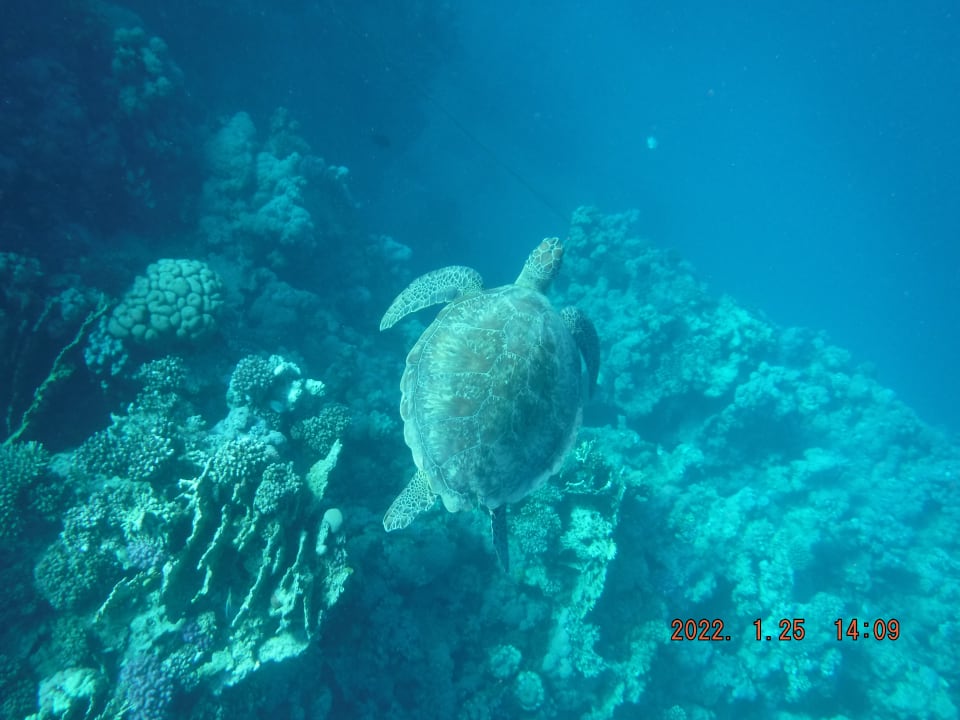 Strand Steigenberger Coraya Beach - Adults only