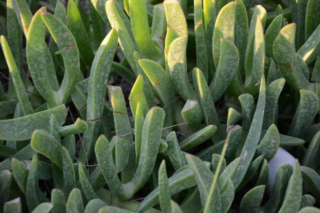 Rasen Ephesia Holiday Beach Club