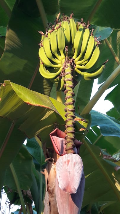 Bananen Aydinbey Famous Resort