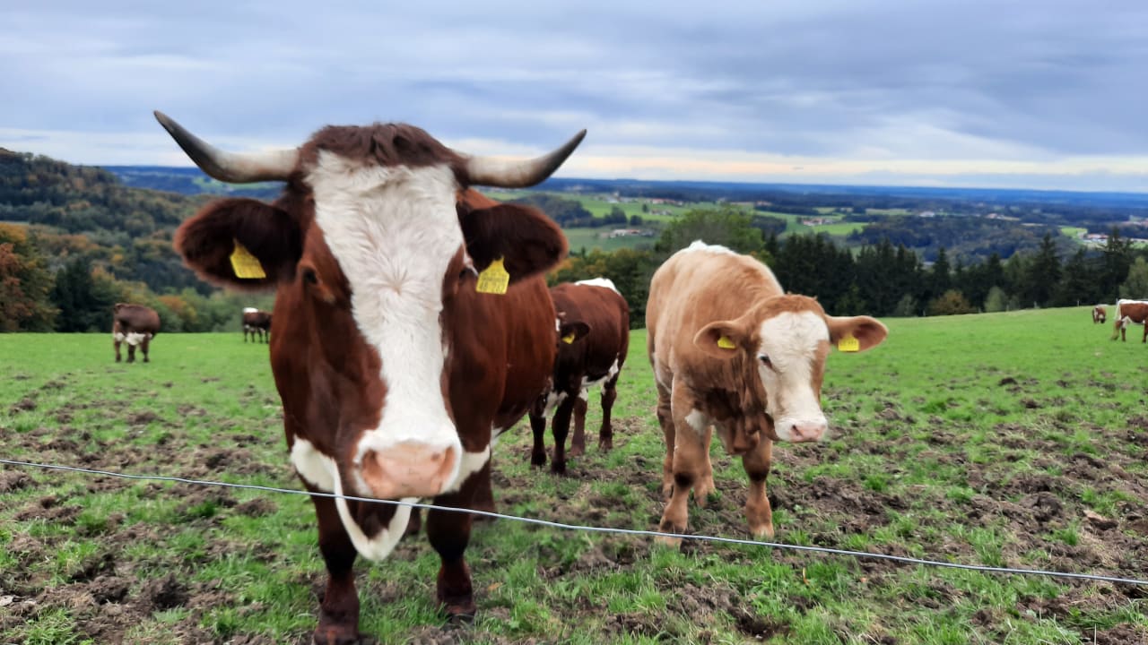 Ausblick Rupertiblick Bauernhof Reiter in Gierstling