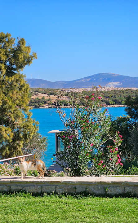 Ausblick Anda Barut Collection