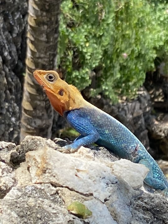 Gartenanlage Bahari Beach Hotel