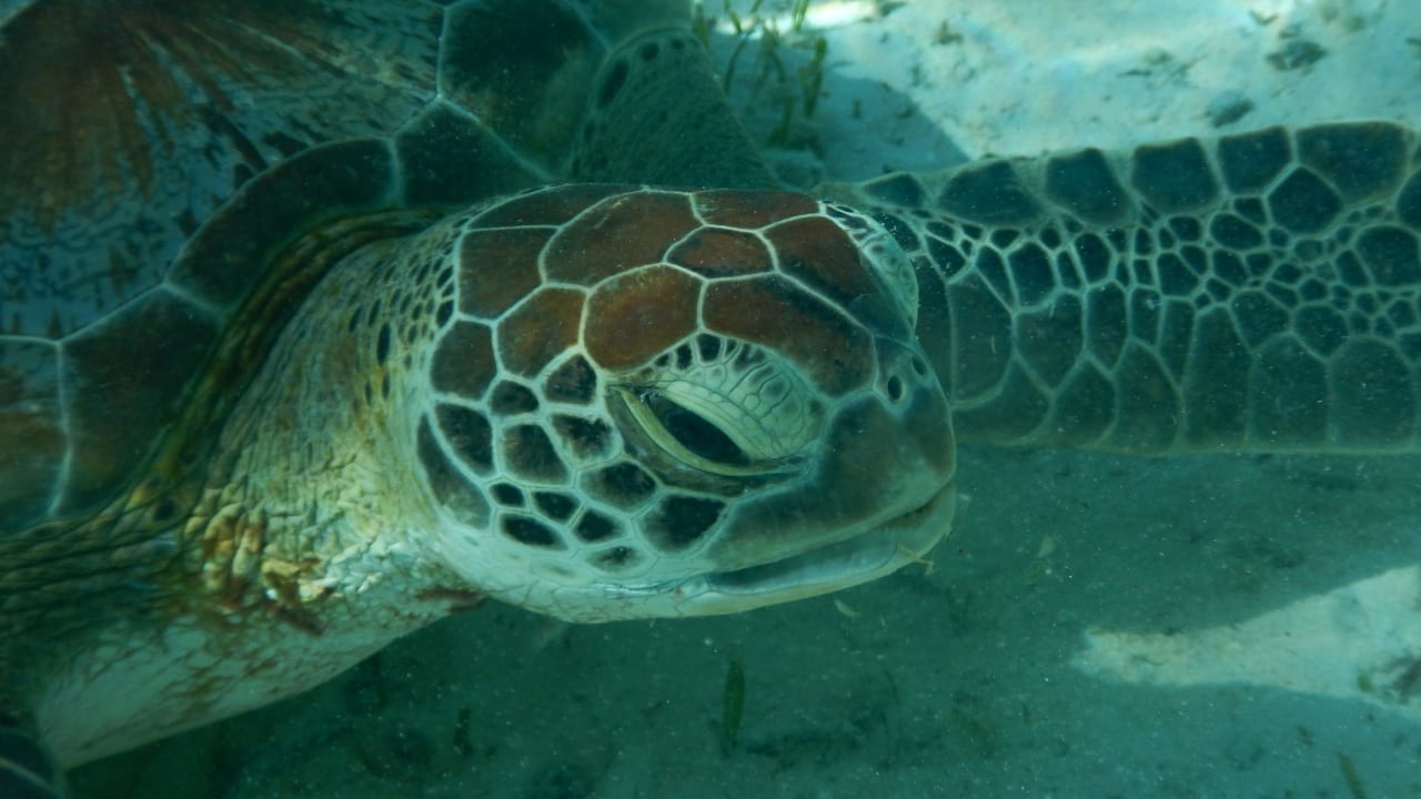 Hausschildkröte Embudu Village