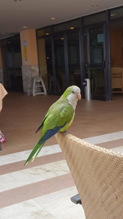 Pepe SBH Club Paraiso Playa