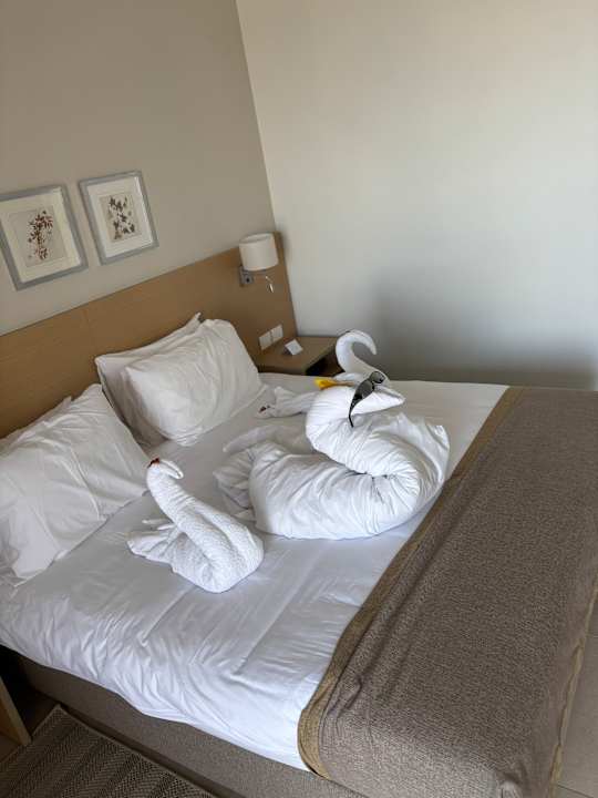 Zimmer JAZ Elite Asteria