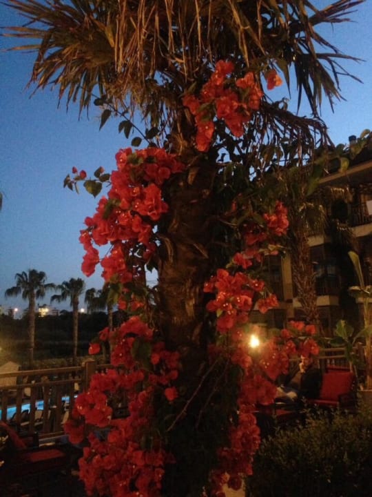 Gartenanlage Can Garden Resort