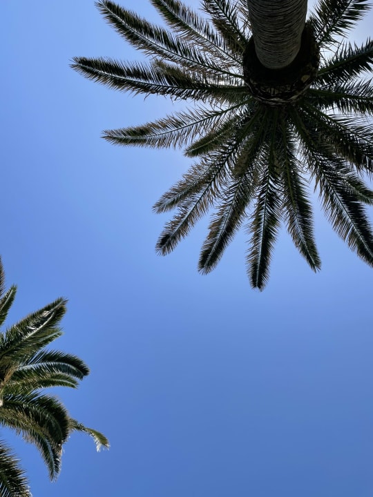 Gartenanlage Calimera Sirens Beach