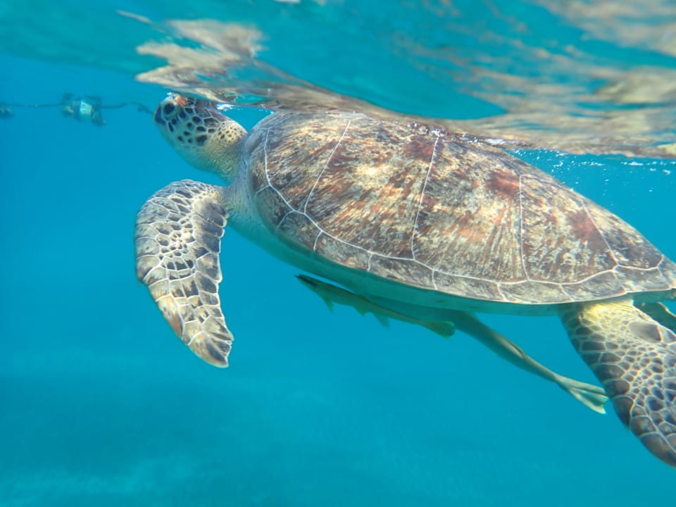 Strand Malikia Resort Abu Dabbab