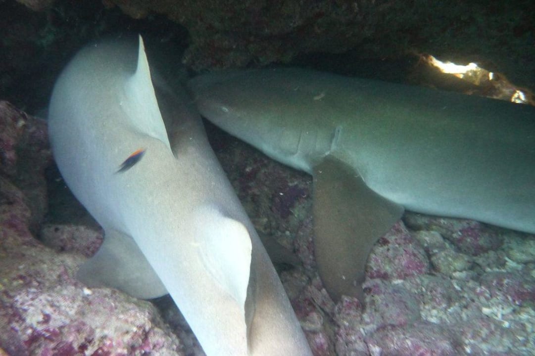 Unterwasserwelt - Schlafende Ammenhaie Angaga Island Resort